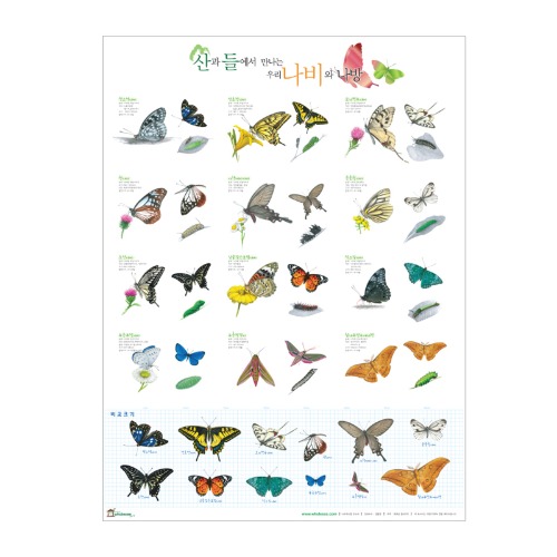 포스터 나비와 나방 비코팅