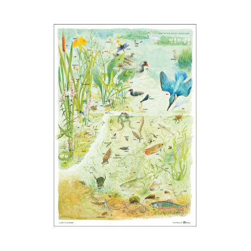 연못 생물 포스터