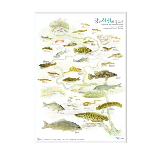 포스터 물고기 (비코팅)