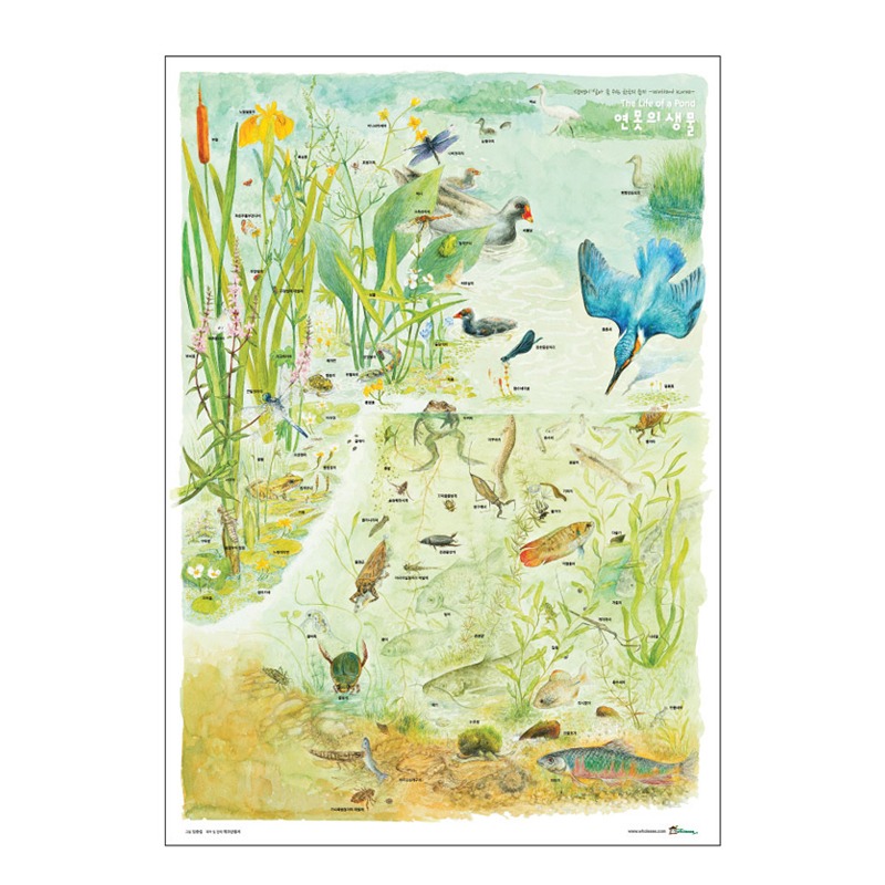 연못의 생물 포스터(코팅)